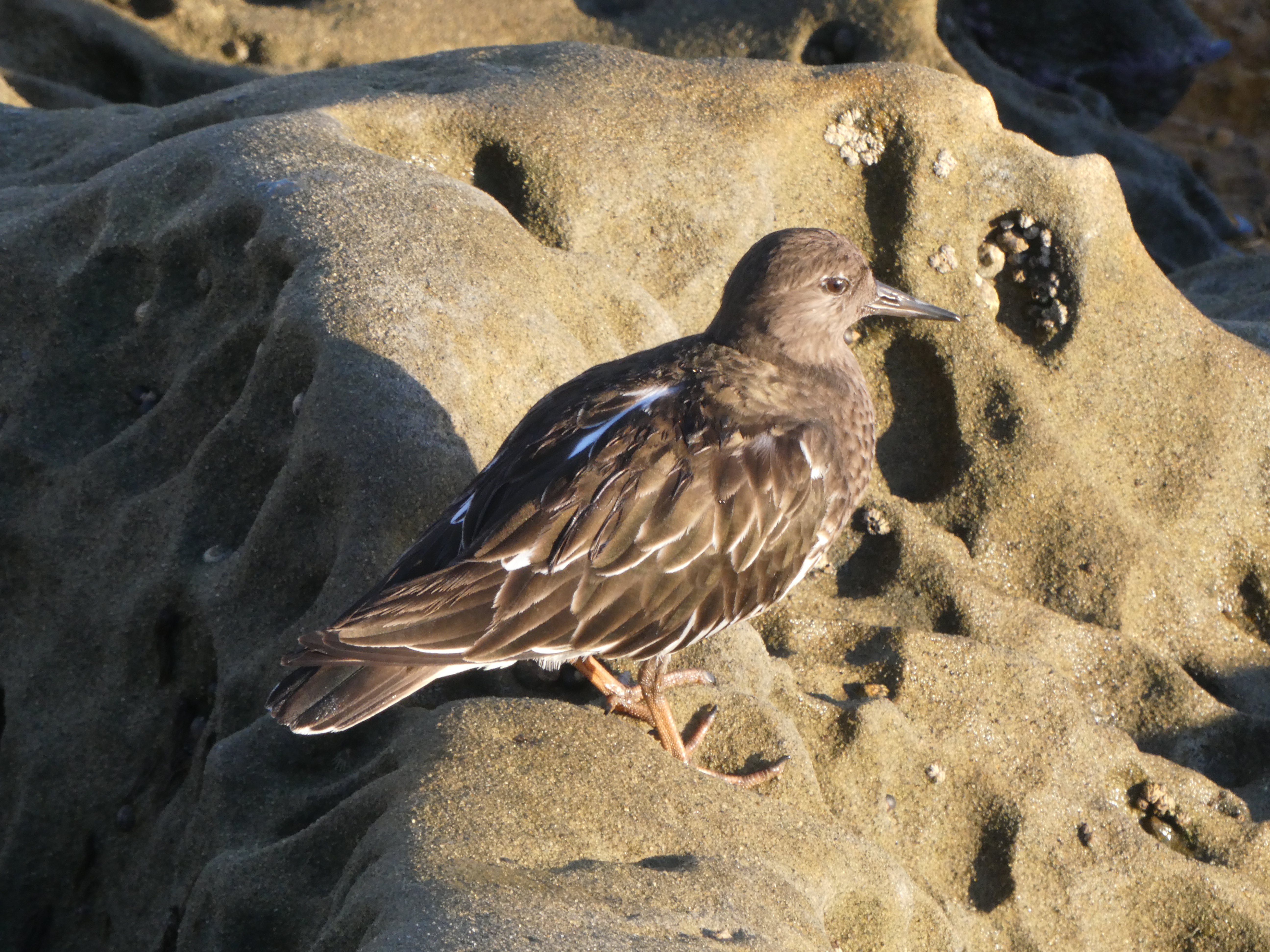 Black Turnstone on reef